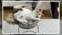 【映像】「メシ食いながら吹いた」猫が突然の二足歩行でウロウロ