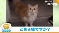 【映像】帰宅した飼い主に駆け寄る猫があと一歩でフリーズ！ 思いがけない事態に困惑した様子