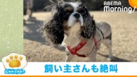【映像】犬の芝生遊びに飼い主絶望 つやつやヘアーが台無しに