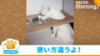 【映像】穴から頭だけを出して水を飲むハスキー犬
