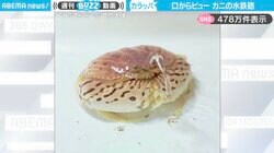 口から“ピュー”と水鉄砲を発射！？カニの“かわいすぎる呼吸法”に「おもちゃの噴水？」「水系ポケモンみたいで可愛い！」と反響