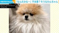 ボサボサで不服そうな犬がトリミングで変身！可愛すぎるビフォーアフターに「とてもチャーミング」「可愛い」悶絶の声