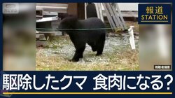 “ジビエ”は可能？クマの駆除急増で…焼却炉の処理能力超え　秋田・岩手・山形・群馬・北海道