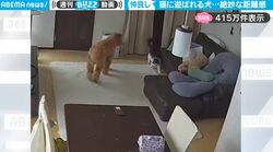 飼い主がいない間、犬と猫はどうやって遊んでいるのか？微笑ましすぎるペットカメラの映像に反響「犬が終始翻弄されてるww」「絶妙な距離感」