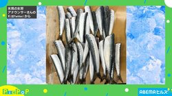 「魚種まで当てたら素晴らしい！」 大量のさばいたイワシに紛れ込んでいた魚とは？「サバサバした子が混ざってますね！」と反響続々