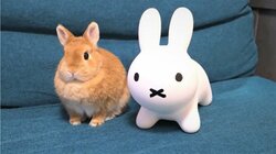 ウサギのぬいぐるみに対抗意識むき出しで“同化”する笑撃結末 「同じ格好するの面白すぎる(笑)」と話題