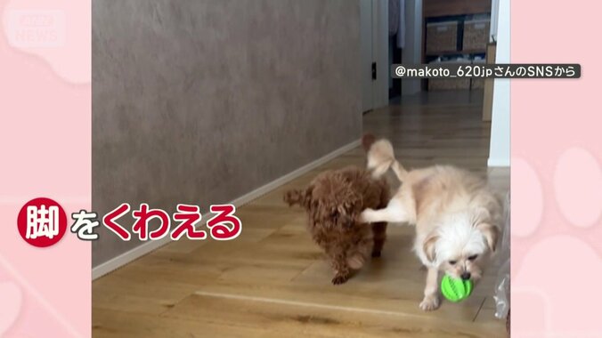 茶色いワンちゃんは…脚！