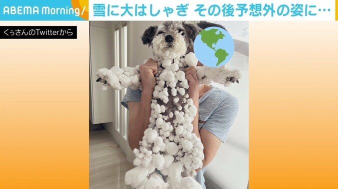 ミニチュアシュナウザーの体を覆う無数の“白い玉” 「新しい犬種かと」など驚きの声 1枚目