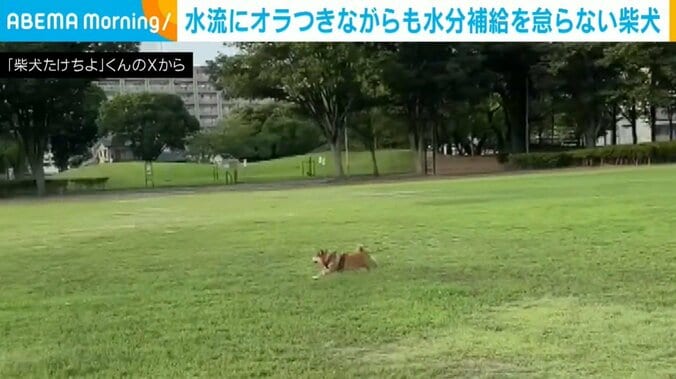 全力ダッシュする柴犬