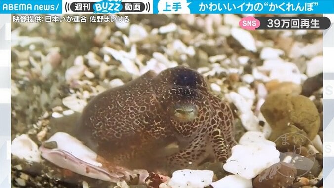 「なんだこの可愛い生き物は」小さなイカにネット騒然 水槽掃除後に見せた行動に反響 1枚目