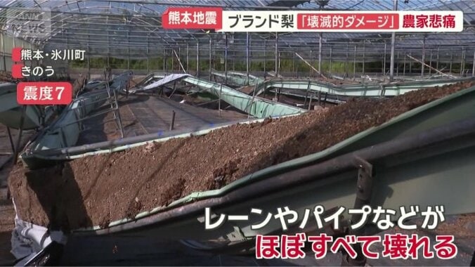 イチゴやブドウを育てている農園