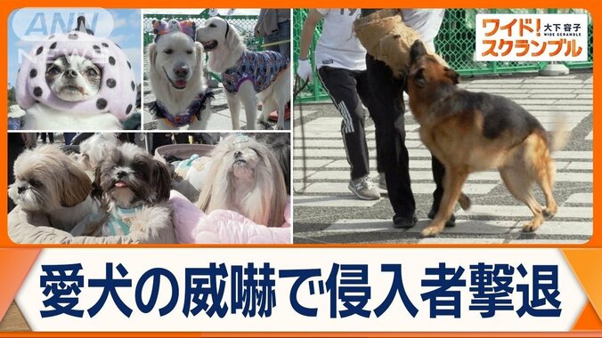 ほえて威嚇！防犯効果で注目　犬による防犯の重要性　愛犬向けイベントでしつけ教室も 1枚目