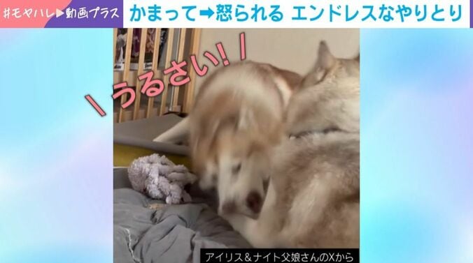 シベリアンハスキーの親子喧嘩!?