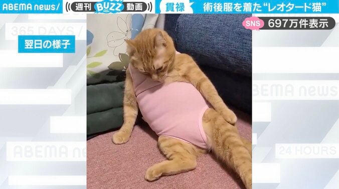術後服を着た猫