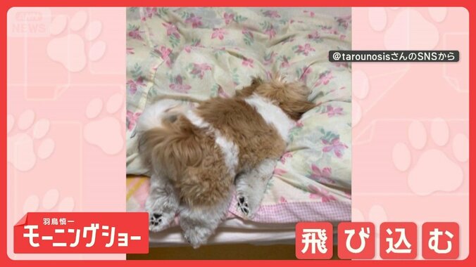 ベッドにジャンプ！　でも…着地はおなかで脚はだらーん　飛び乗るのがヘタなの？ 1枚目