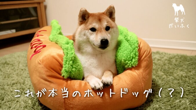 これぞリアルホットドッグ！ 柴犬だいふく「僕もホットドッグになれるかな」 1枚目