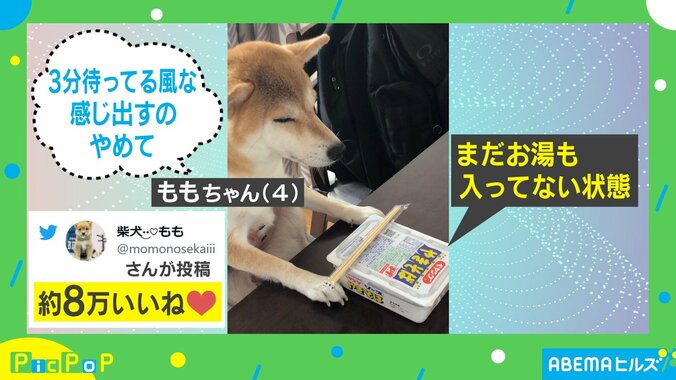 テーブルに手を置く柴犬 即席麺の出来上がりを待っているかのような様子に「最高の1枚」「達人感ある」と反響 1枚目