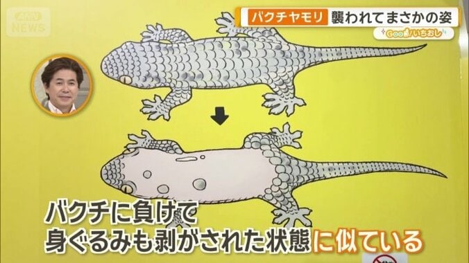 バクチヤモリの名前の由来