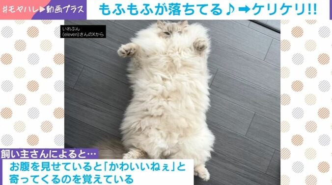 サイベリアンの「いれぶん」くん