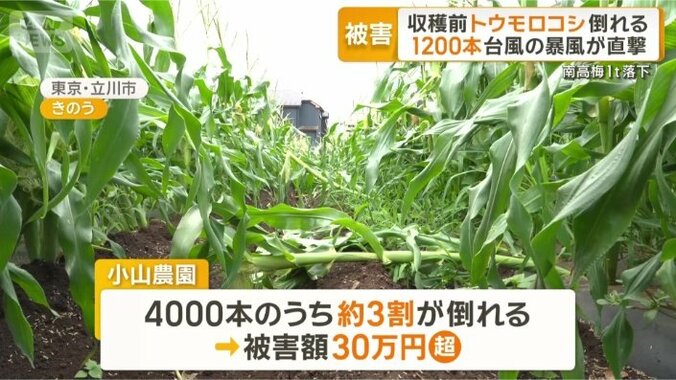 旬のトウモロコシも…