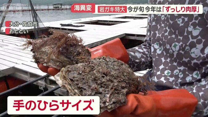 手のひらサイズにまで育つ