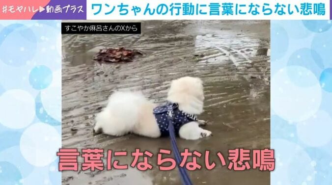 ペキニーズのすこやか麻呂くん（2歳）