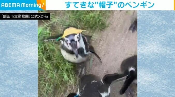 ペンギンの葉くん