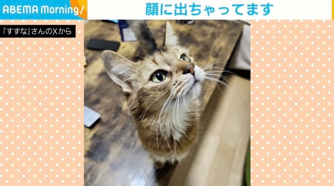 ソマリのウェルちゃん（8歳）