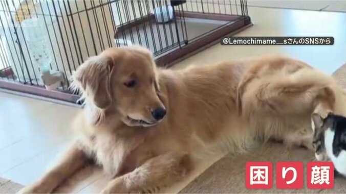 狙われすぎて困ったワン