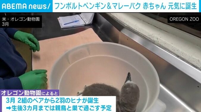 ペンギンのヒナ