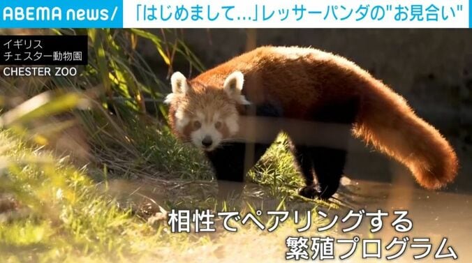 レッサーパンダ