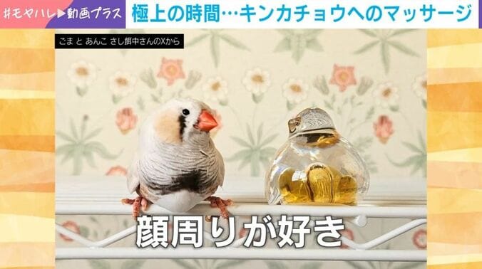 ジャンボキンカチョウのこぐまくん