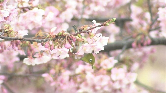 「東京23区でも積雪の可能性」気象庁が注意呼びかけ　春の陽気から一転“三寒四温” 1枚目