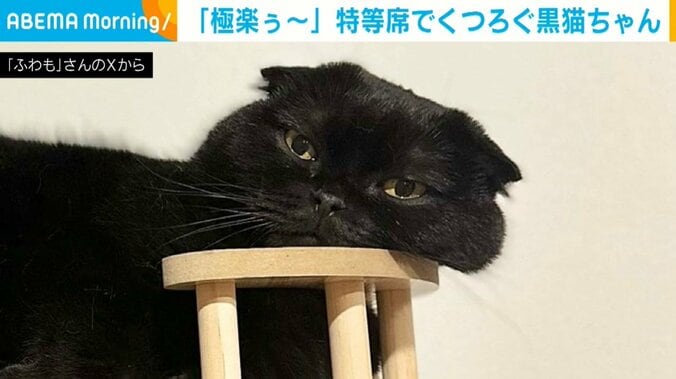 キャットタワーの上で不服そうにくつろぐ猫