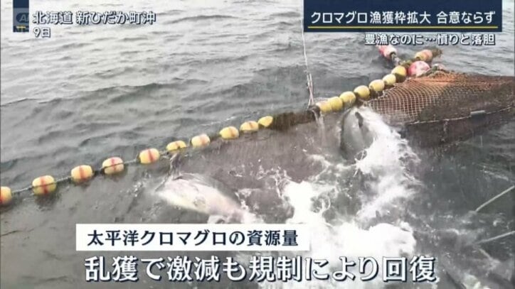 網にかかったクロマグロを海に戻す漁師たち