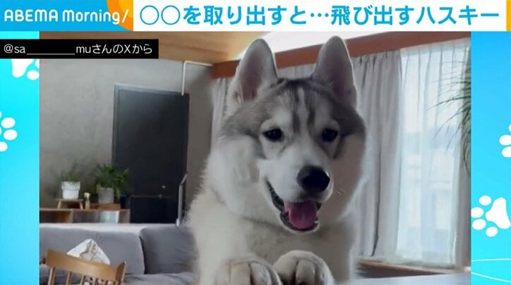 シベリアンハスキーのサムくん（1歳半）