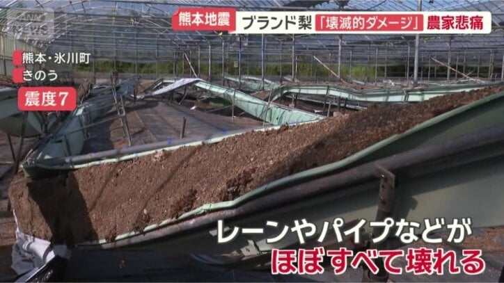 イチゴやブドウを育てている農園
