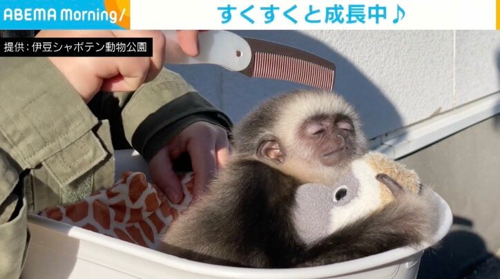 ブラッシング中の赤ちゃん猿 ぬいぐるみ抱きしめウットリ 飼育員「順調に大きくなって嬉しい」
