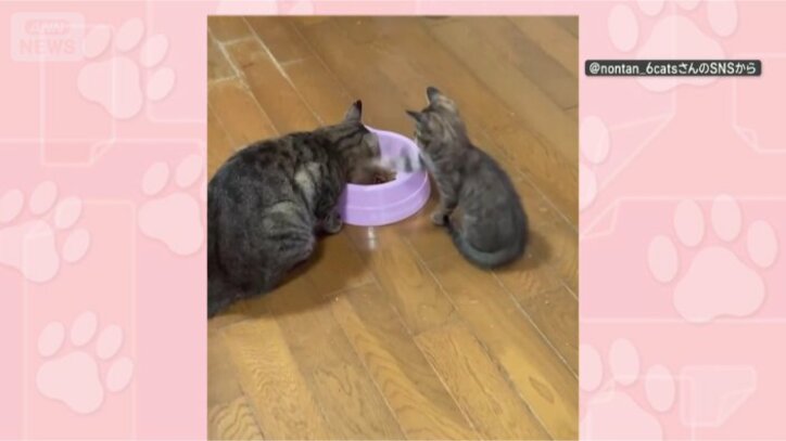ネコパンチ！