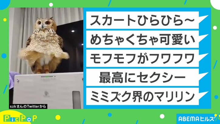 ミミズク界のマリリンモンロー誕生!? Twitterに投稿されたペット動画が「最高にセクシー」と話題に