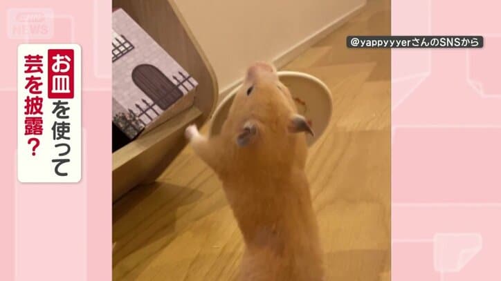 お皿を使って芸を披露してる？