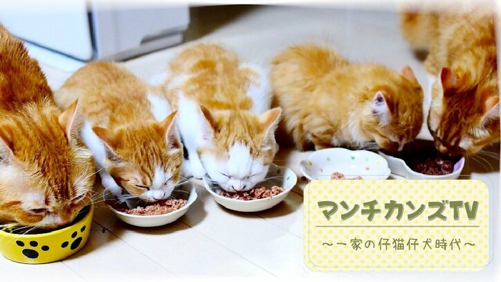 猫「抜けなくなったにゃ…!」 可愛いすぎるマンチカンズの仔猫時代が放送決定