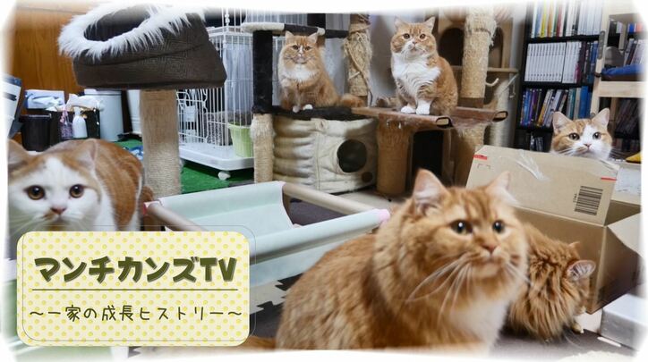 2階建て猫マンション？「満室ですニャ」　マンチカンズの可愛い成長ヒストリーが放送決定
