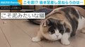 ターゲットに接近する三毛猫の動きがまるで“こそ泥” 抜き足差し足で狙うのはお宝か？