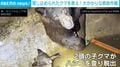クマ親子が貯水タンクに“12時間以上”閉じ込め…懸命な救助作戦で無事脱出 米・カリフォルニア州