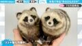 羊毛フェルトで作った“手のひらタヌキ”が本物同然…「毛繕いしてるのかと思った」と誤解する職人技に「また作ってほしい」とリクエスト多数
