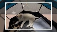 【映像】あざとかわいいドジっ子な子犬