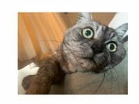 吉岡里帆、お仕事前に猫のキュートなショット公開「キャワウィー!!」「癒される～」の声