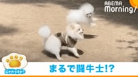 猛アタックする子犬を華麗に交わすワンコ