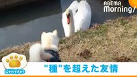 【映像】熱い視線を交わす白鳥と柴犬